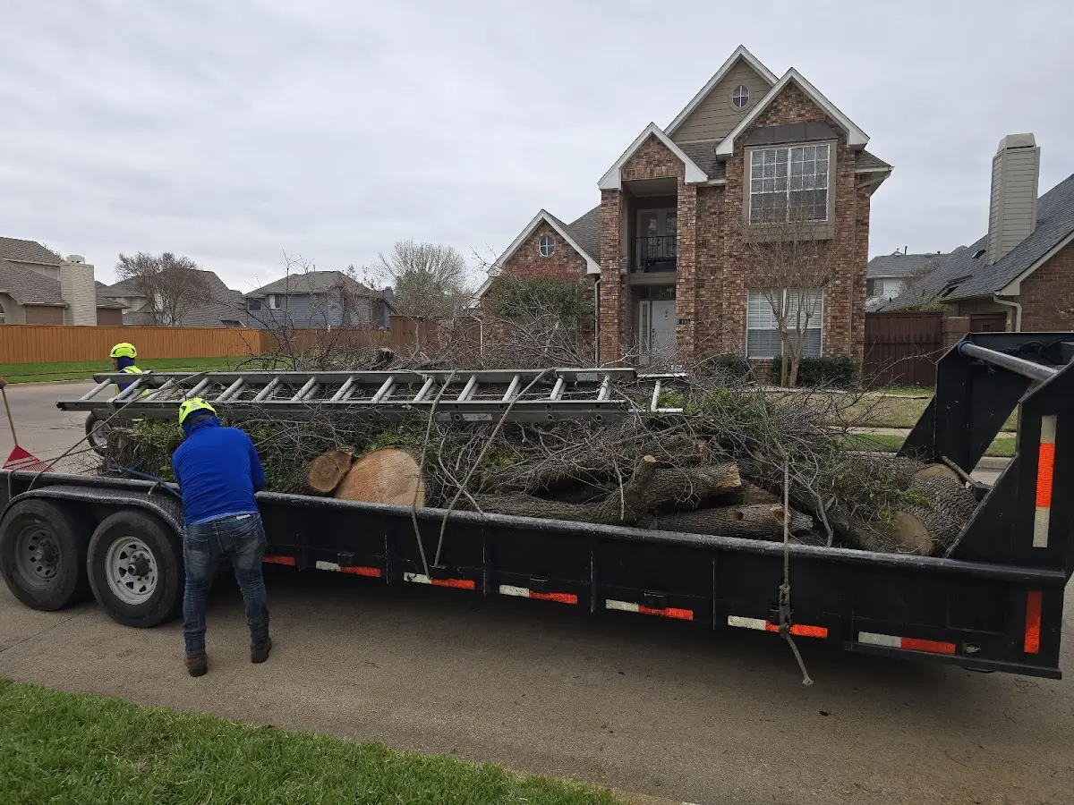 Expert Tree Pest Control with proper safety equipment in Lanse